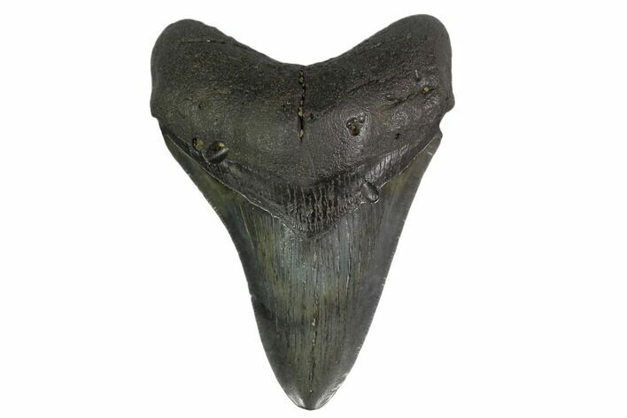 4.09" Fossil Megalodon Tooth - South Carolina